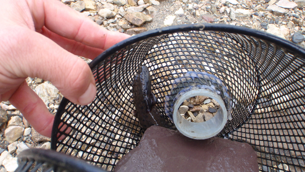 Trap opening Chellman